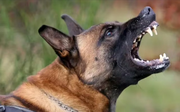 Mitten in Deutschland! Seniorin von Hunden schwer verletzt, Sie erfror im eignen Garten!